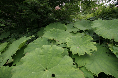 개병풍