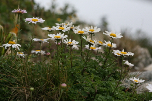 산구절초